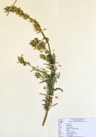 Reseda lutea L.-ورث، اسپرک زرد