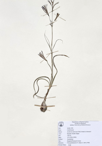 Ixiolirion tataricum (Pall.) Schult. & Schult.f.-خیارک