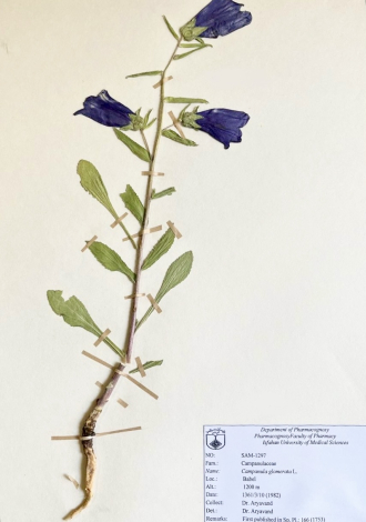 Campanula glomerata L.-
