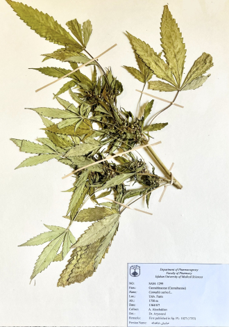 Cannabis sativa L.-حشیش، شاهدانه