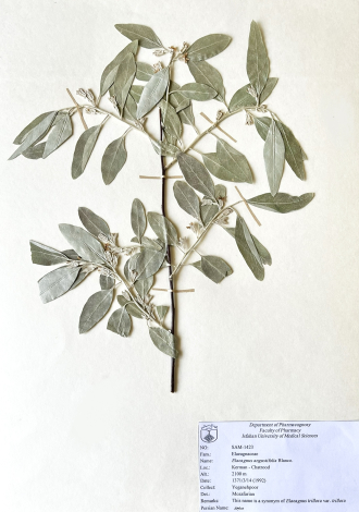 Elaeagnus angustifolia Blanco.-سنجد