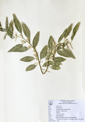 Elaeagnus angustifolia Blanco.-سنجد