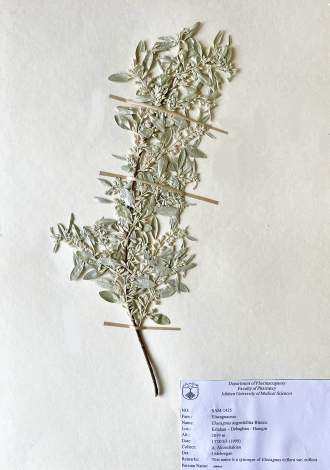 Elaeagnus angustifolia Blanco.-سنجد