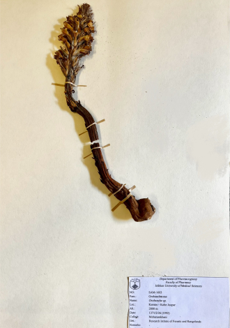 Orobanche sp.-تیره گل جالیز