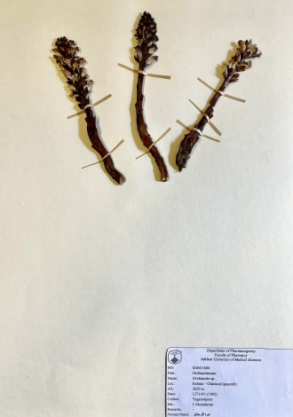 Orobanche sp.-تیره گل جالیز