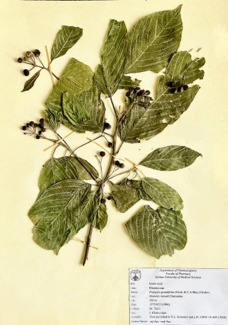 Frangula grandifolia (Fisch. & C.A.Mey.) Grubov.-سیاه توسه، سیاه اربه