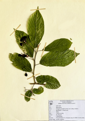 Frangula grandifolia (Fisch. & C.A.Mey.) Grubov.-سیاه توسه، سیاه اربه