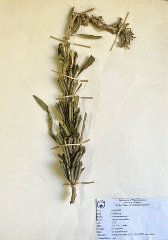 Sesamum indicum L.-کنجد
