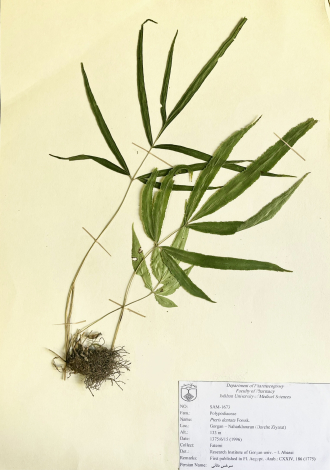 Pteris dentata Forssk.-سرخس دنائی