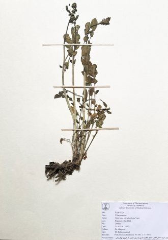 Valeriana sisymbriifolia Vahl.-علف گربه، سنبل الجبل، سنبل الطیب هندی، باسنبل عصفر با، والرین کوهستانی