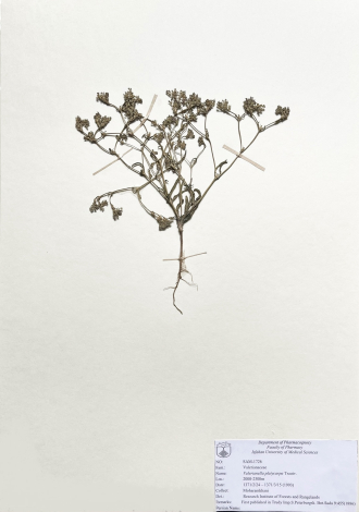 Valerianella platycarpa Trautv.-