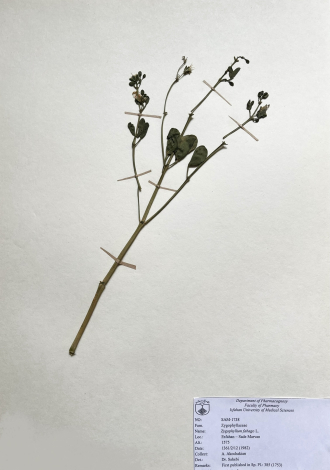 Zygophyllum fabago L.-قیچ لوبیایی