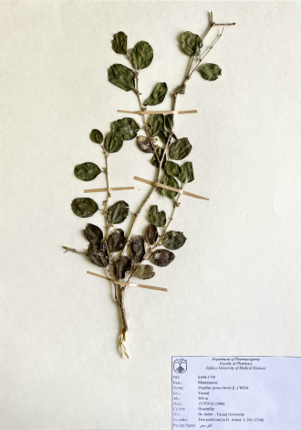Ziziphus spina-christi (L.) Willd.-کنار، سدر
