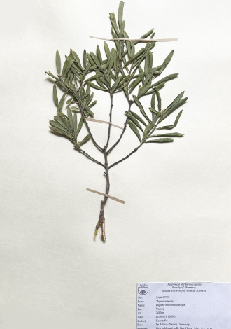 Daphne mucronata Royle.-خوشک، دافنه، برگبویی زاگرسی، مازریون، مزرین