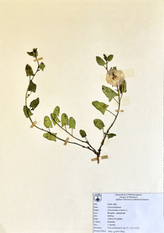 Convolvulus arvensis L.-پیچک صحرایی، پیچک