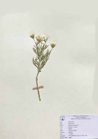 Peganum harmala L.-اسفند