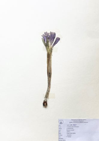 Colchicum sp.-
