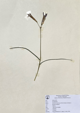 Ixiolirion tataricum (Pall.) Schult. & Schult.f.-خیارک