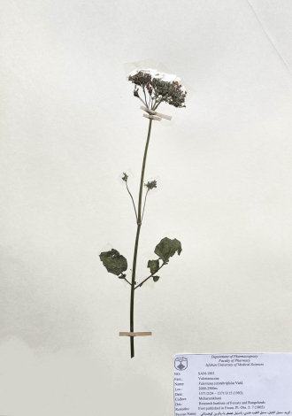 Valeriana sisymbriifolia Vahl.-علف گربه، سنبل الجبل، سنبل الطیب هندی، باسنبل عصفر با، والرین کوهستانی