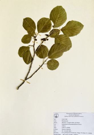 Rhamnus cornifolia Boiss. & Hohen.-سیاه‌تنگرس صخره‌روی، گردوی کوهی