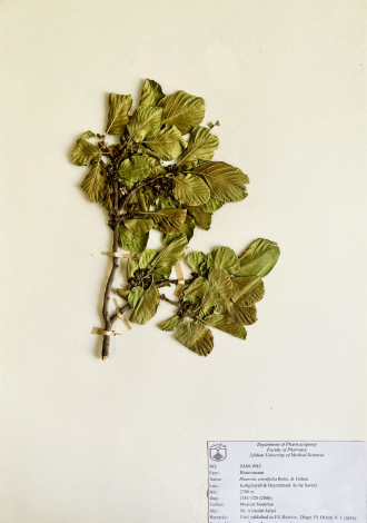 Rhamnus cornifolia Boiss. & Hohen.-سیاه‌تنگرس صخره‌روی، گردوی کوهی