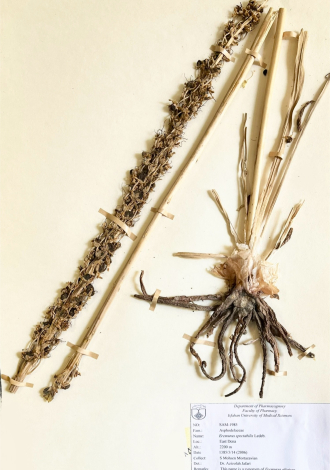 Eremurus spectabilis Ledeb.-سریش تماشایی