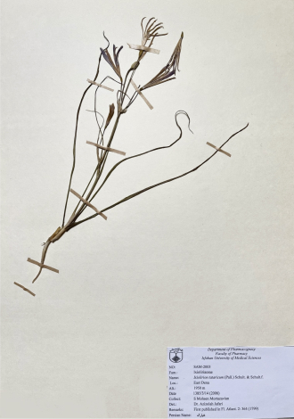 Ixiolirion tataricum (Pall.) Schult. & Schult.f.-خیارک