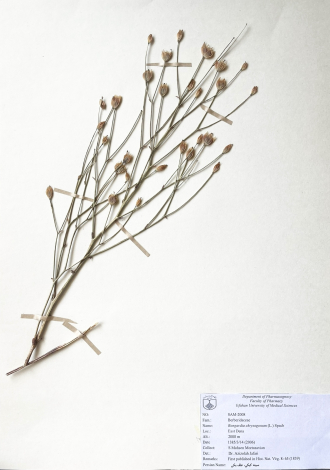 Bongardia chrysogonum (L.) Spach-سینه کبکی، علف بکی