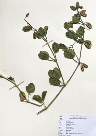 Zygophyllum fabago L.-قیچ لوبیایی