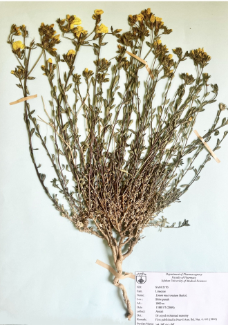 Linum mucronatum Bertol.-کتان زرد، کتان هرز