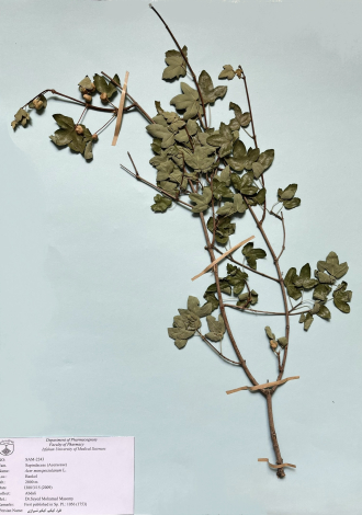 Acer monspessulanum L.-افرا، کیکم، کیکم شیرازی