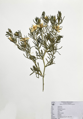 Peganum harmala L.-اسفند