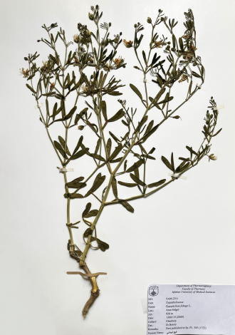 Zygophyllum fabago L.-قیچ لوبیایی