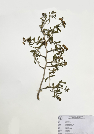 Nitraria schoberi L.-قره داغ