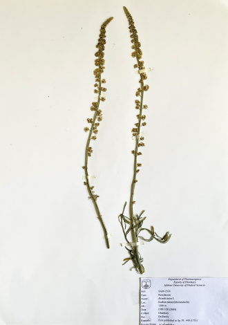 Reseda lutea L.-ورث، اسپرک زرد