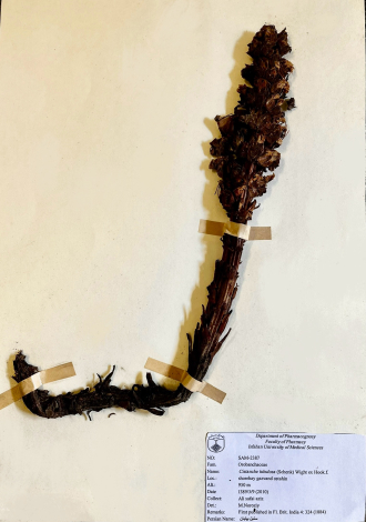 Cistanche tubulosa (Schenk) Wight ex Hook.f.-سنبل بیابان