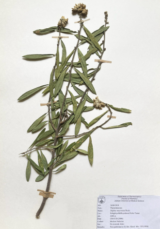 Daphne mucronata Royle.-خوشک، دافنه، برگبویی زاگرسی، مازریون، مزرین
