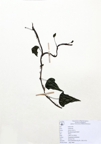 Hedera helix L.-عشقه، پاپیتال