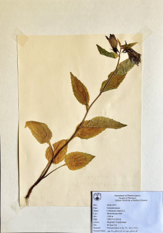 Campanula latifolia L.-گل استکاتی غول آسا، گل استکانی برگ پهن
