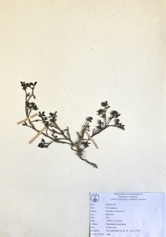 Portulaca oleracea L.-خرفه