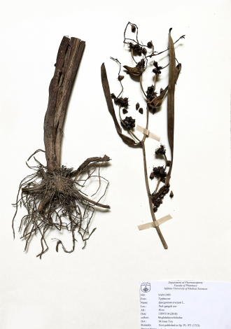 Sparganium erectum L.-نی توپی، توروف