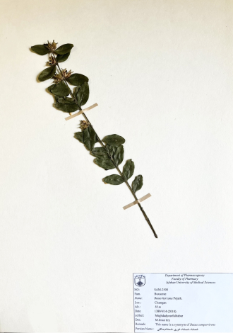 Buxus hyrcana Pojark.-شمشاد ،شمشاد خزری ،شمشادجنگلی