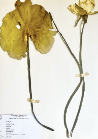 Nymphaea alba L.-نیلوفر آبی