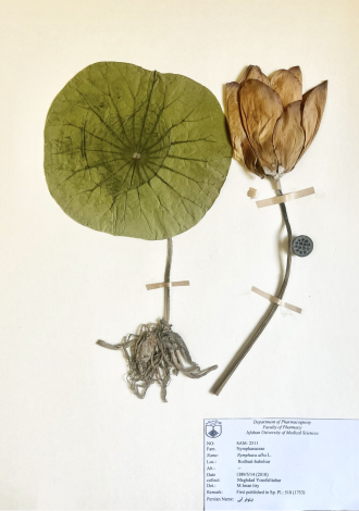 Nymphaea alba L.-نیلوفر آبی