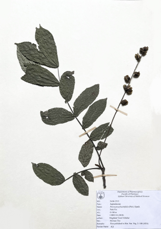 Pterocarya fraxinifolia (Poir.) Spach.-لرگ