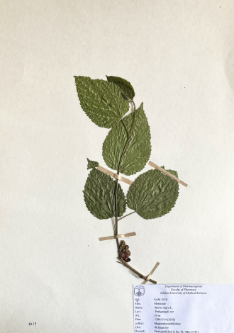 Morus nigra L.-شاه توت