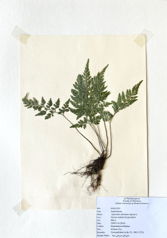 Asplenium adiantum-nigrum L.-سپرزدارو، سرخس سیاه