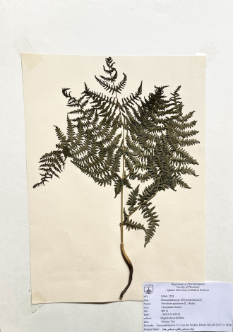 Pteridium aquilinum (L.) Kuhn.-کرف، سرخس عقابی، سرخس چماز