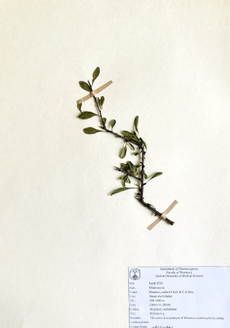 Rhamnus pallasii Fisch. & C.A.Mey.-ارجنک، سیاه تنگرس