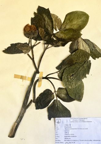 Paeonia wittmanniana Hartwiss ex Lindl.-